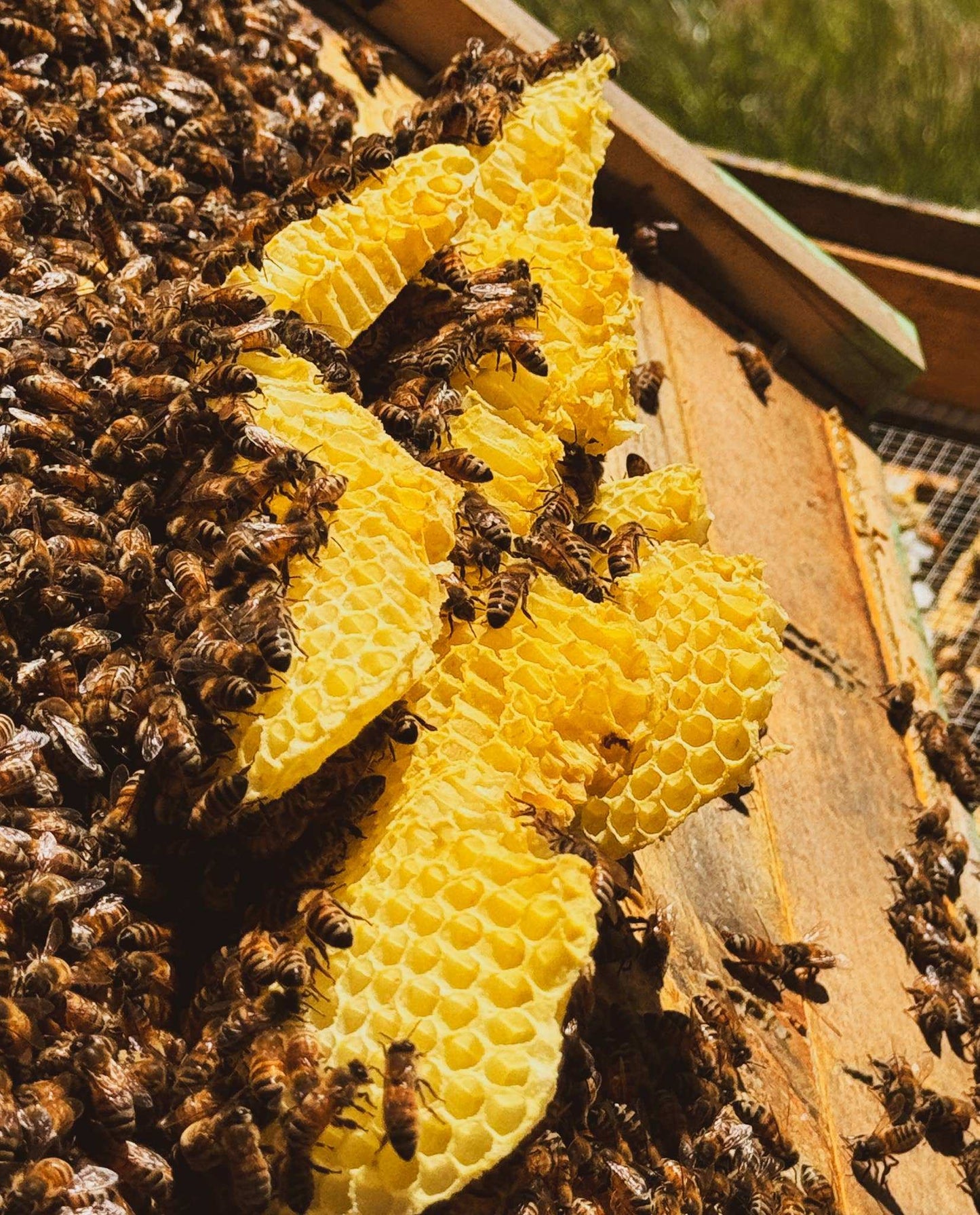 Solid Cologne - Ozark - Handmade with beeswax - Messner Bee Farm