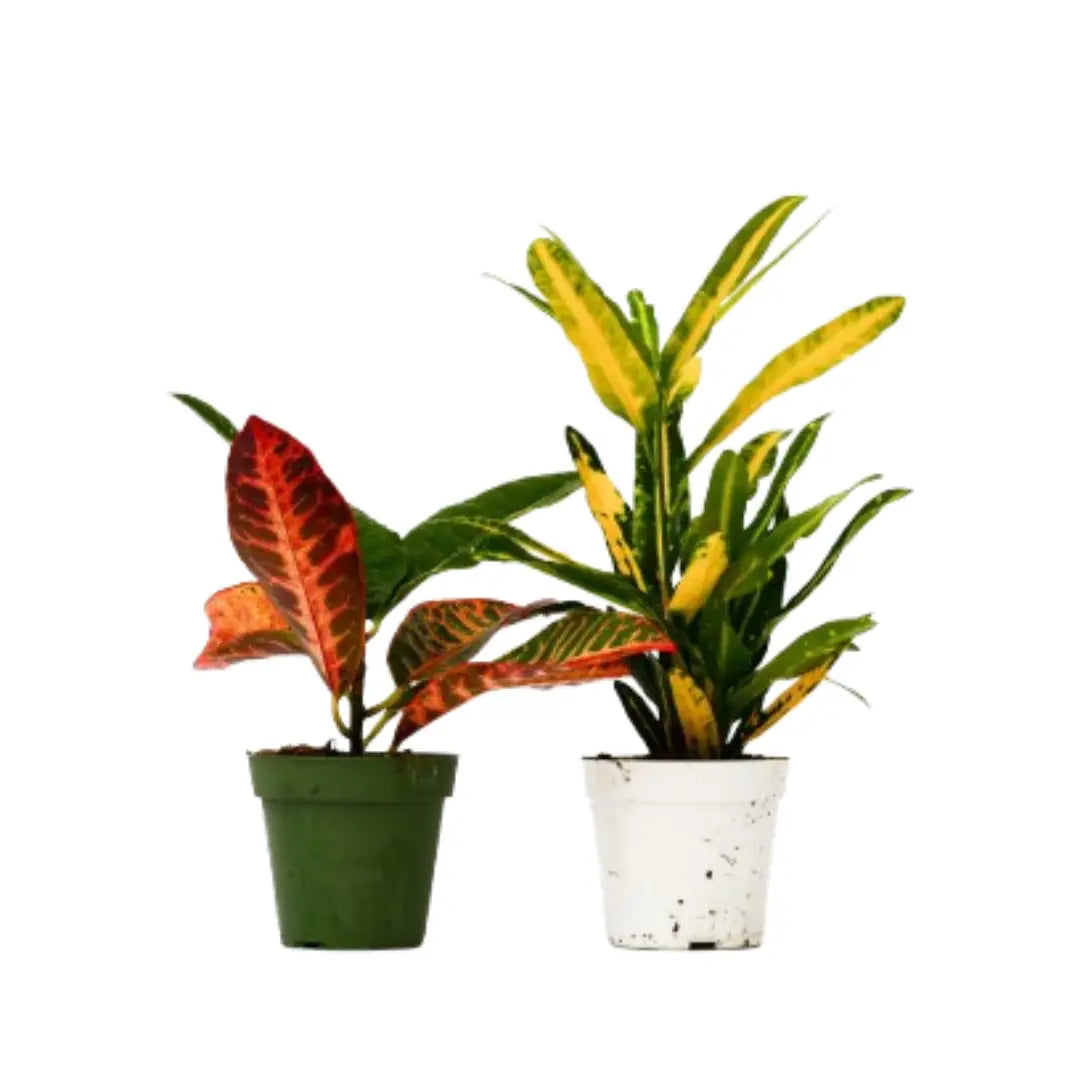 2 Croton Variety Pack - 4’’ Pot - 4’’ Pot - House Plant Shop