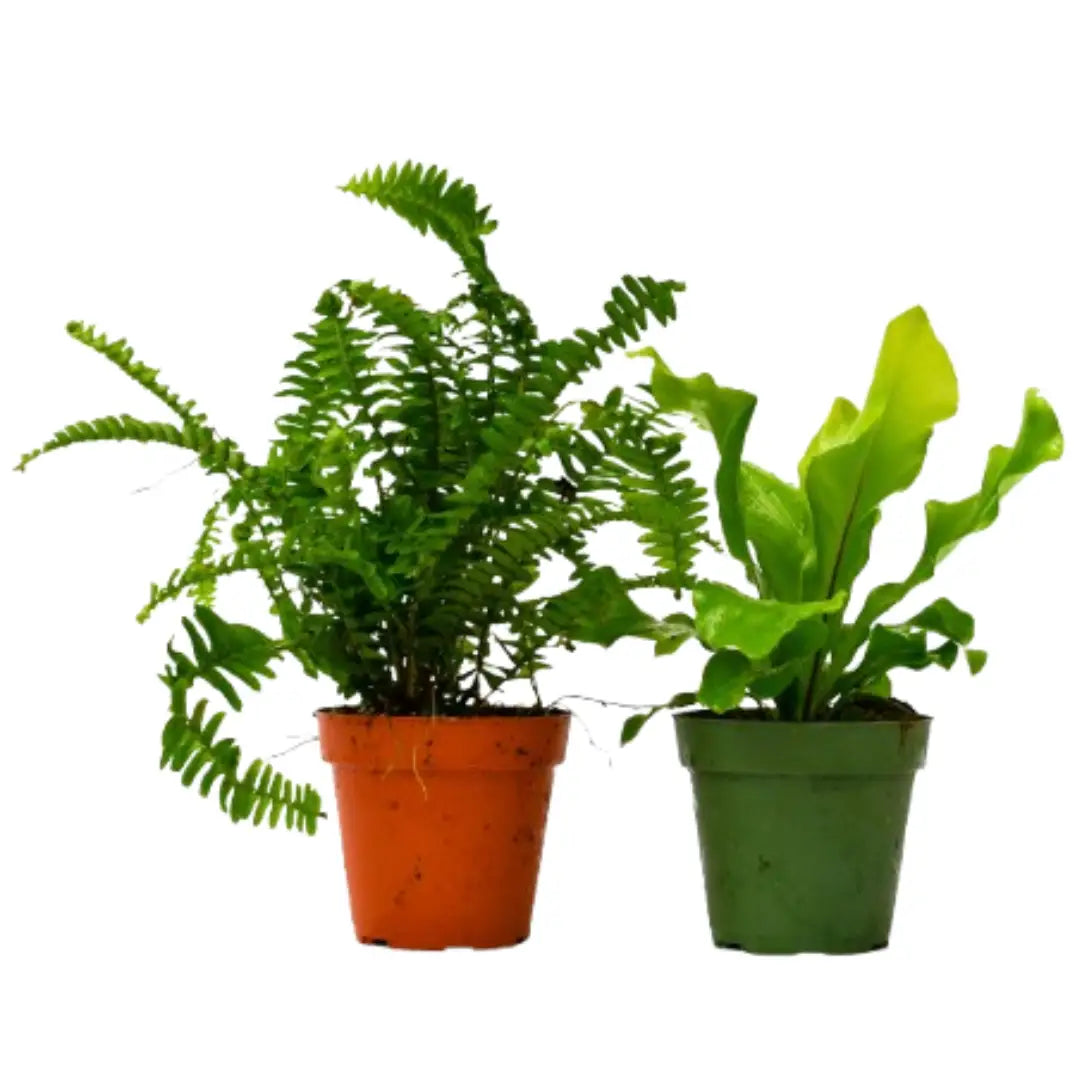 Fern Plant - Variety Pack of 2 - 4’’ Pot - 4’’ Pot - House Plant Shop