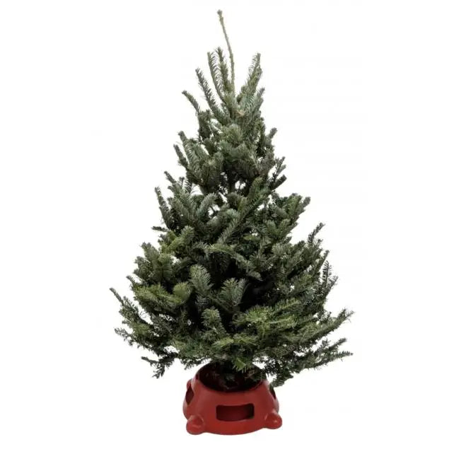 Fresh Fraser Fir Christmas Tree with Stand - 3’-4’ Live Tree - 8’’ Pot - House Plant Shop