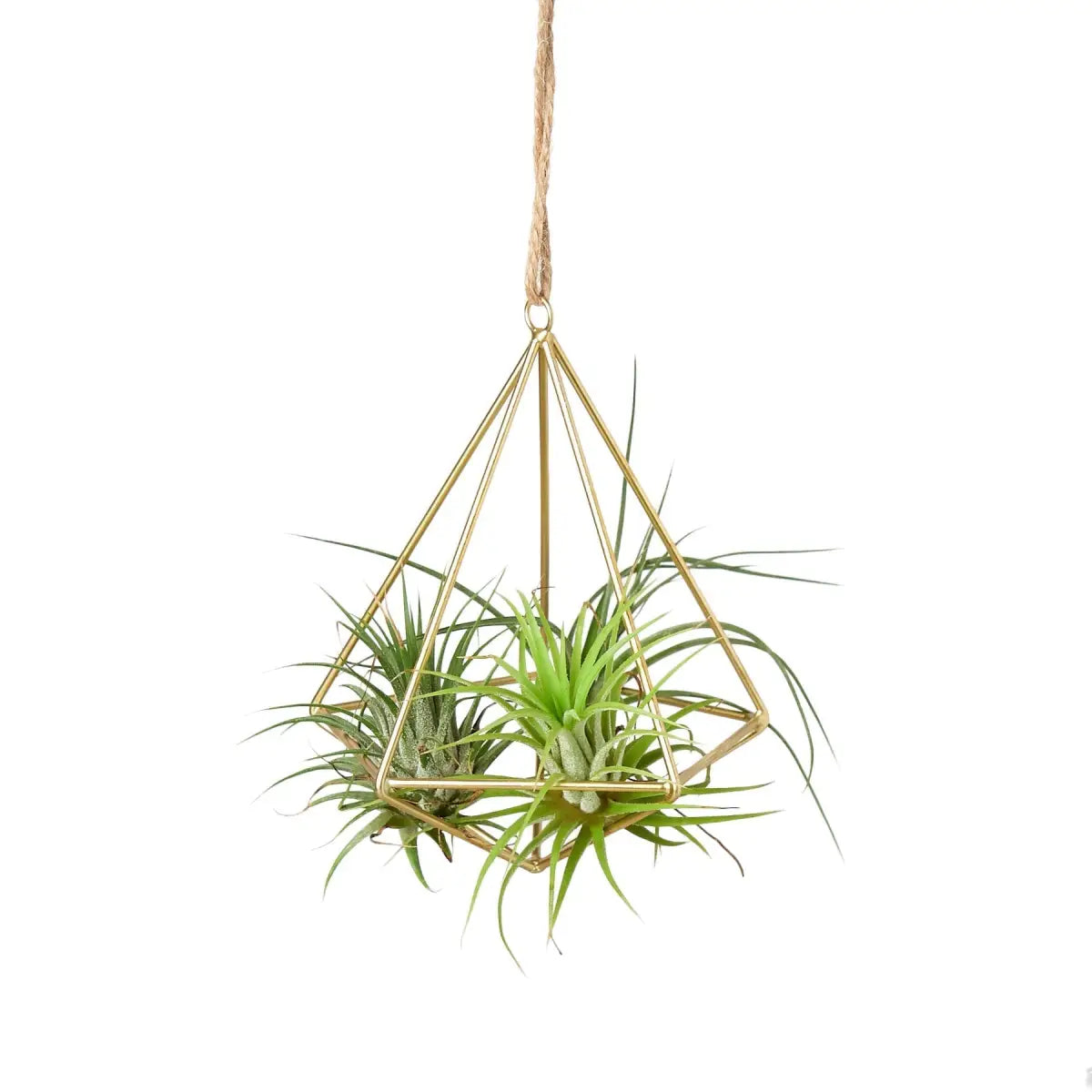 Air Plant Display Hanger - Brass - House Plant Shop