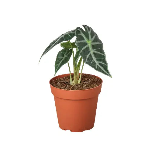 Alocasia Amazonica ’Bambino’ Plant - House Plant Shop