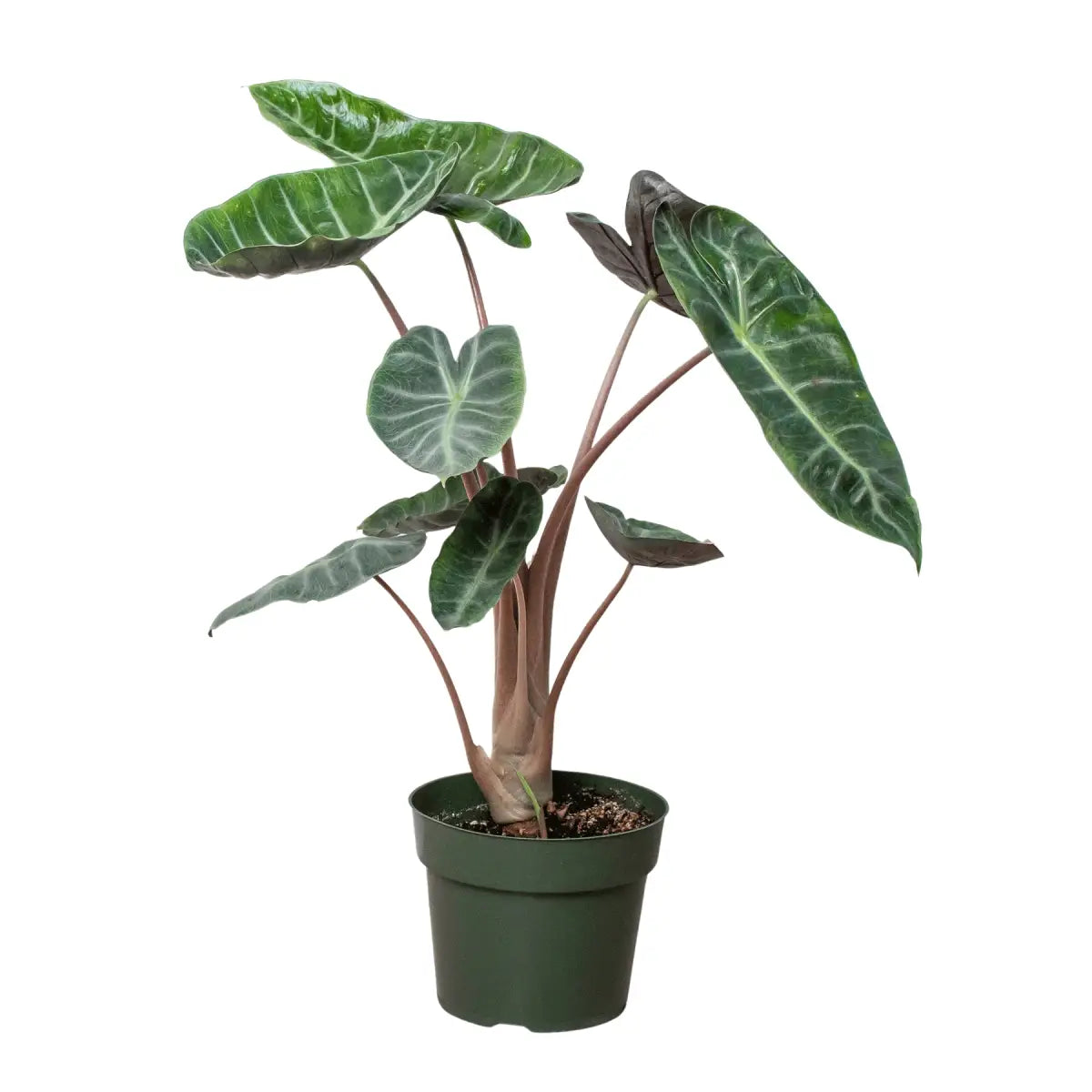 Alocasia Plant - Pink Dragon - House Plant Shop