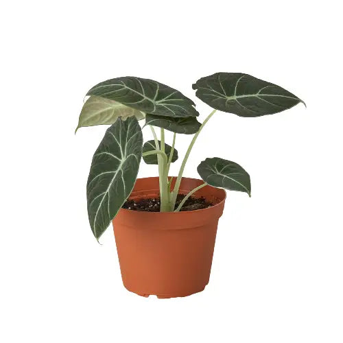 Alocasia Reginula ’Black Velvet’ Plant - House Plant Shop