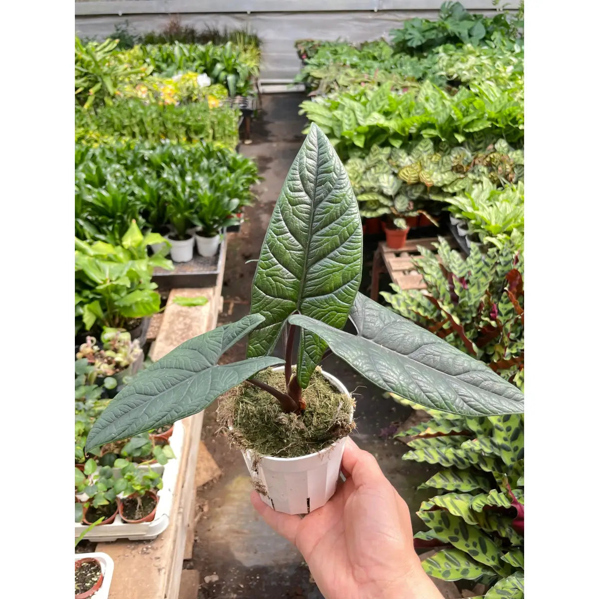 Alocasia ’Scalprum’ - House Plant Shop