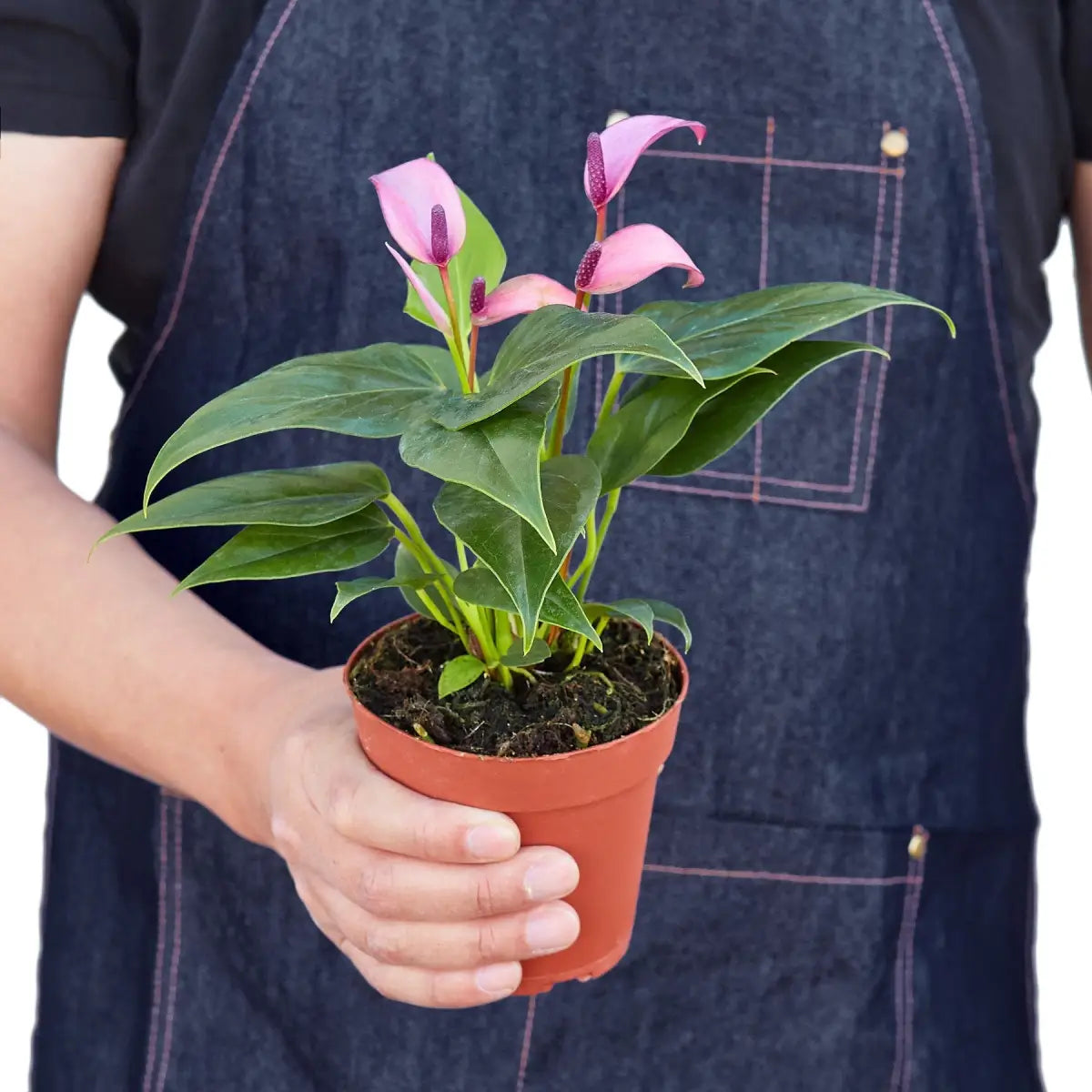 Anthurium Plant - ’Purple’ - House Plant Shop