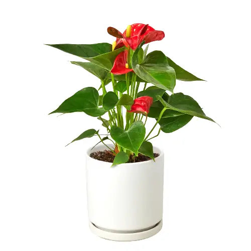 Anthurium Plant - ’Red’ - House Plant Shop