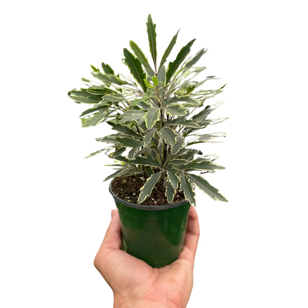 Aralia ’Bianca’ - House Plant Shop