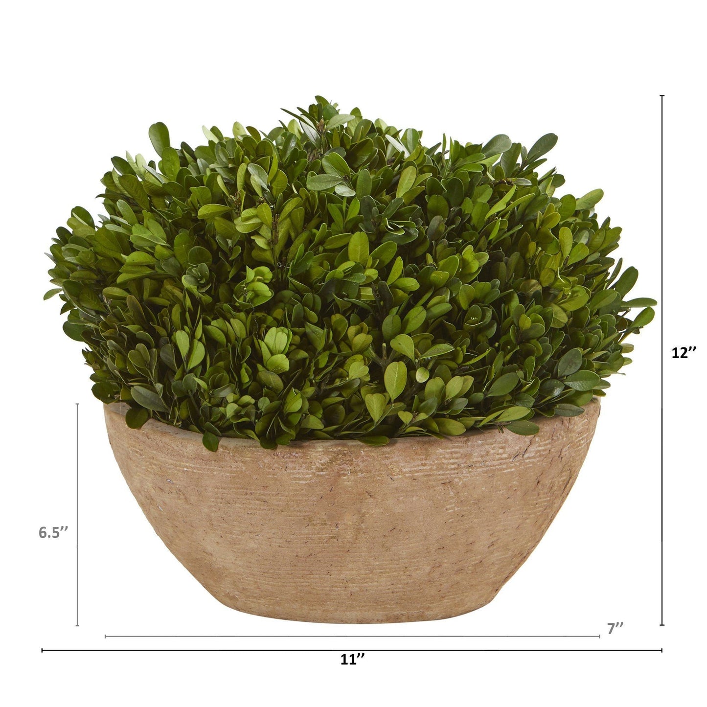 12” Boxwood Preserved Plant in Oval Planter - Nearly Natural