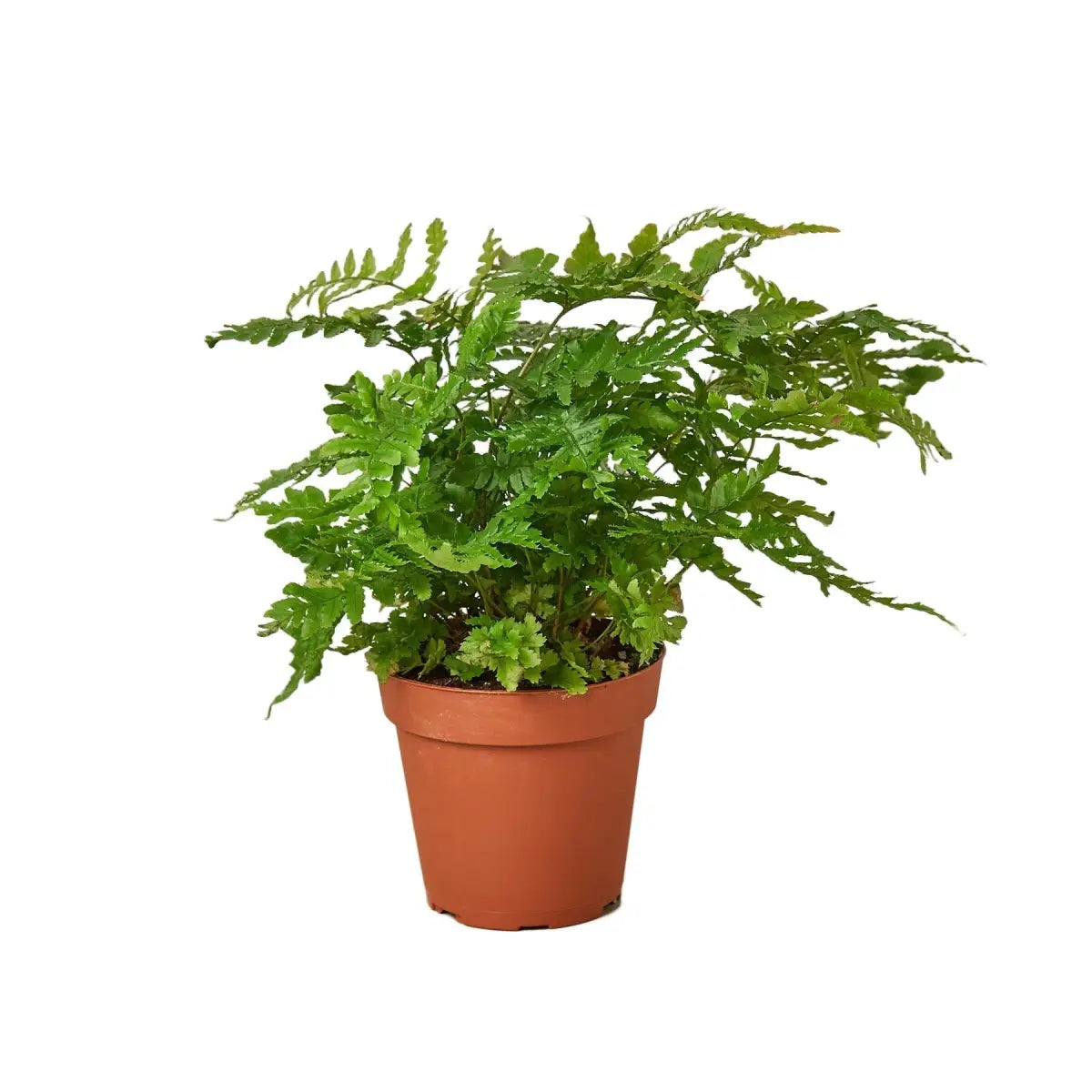 ’Autumn’ Fern Plant - House Plant Shop