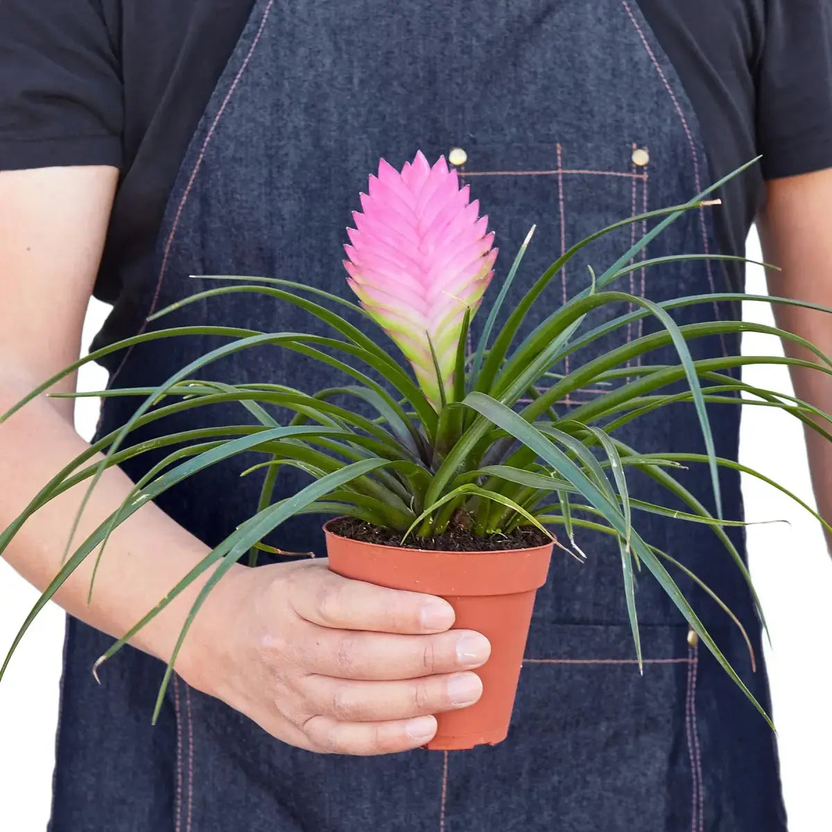 Bromeliad Cyanea ’Pink Quill’ - 4’’ Pot - House Plant Shop