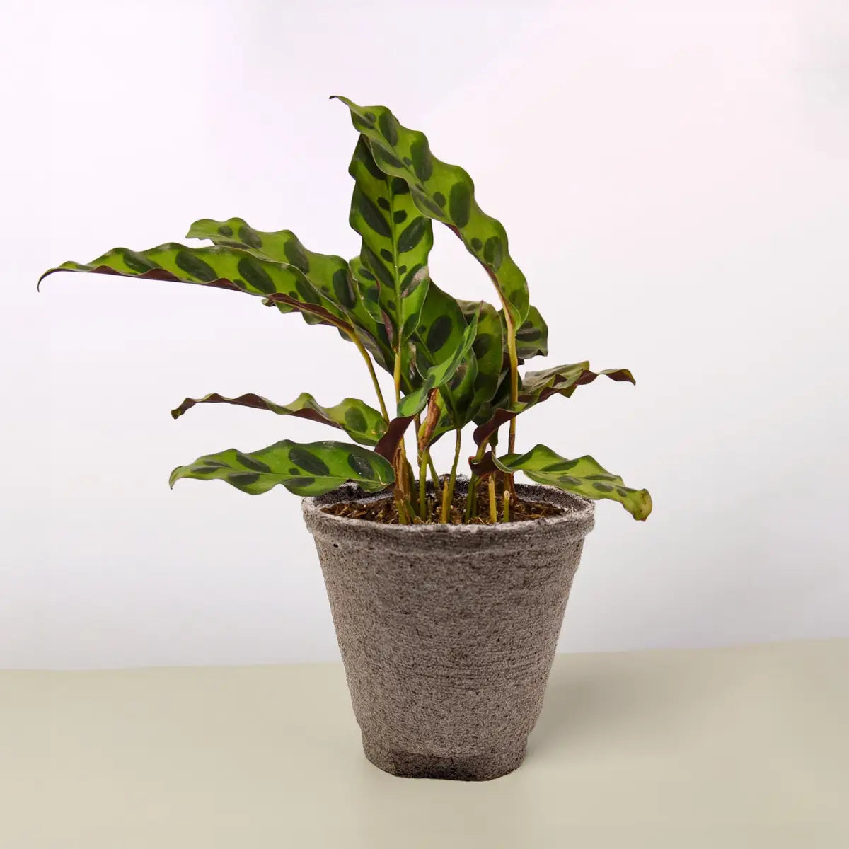 Calathea Lancifolia Plant - ’Rattlesnake’ - House Plant Shop