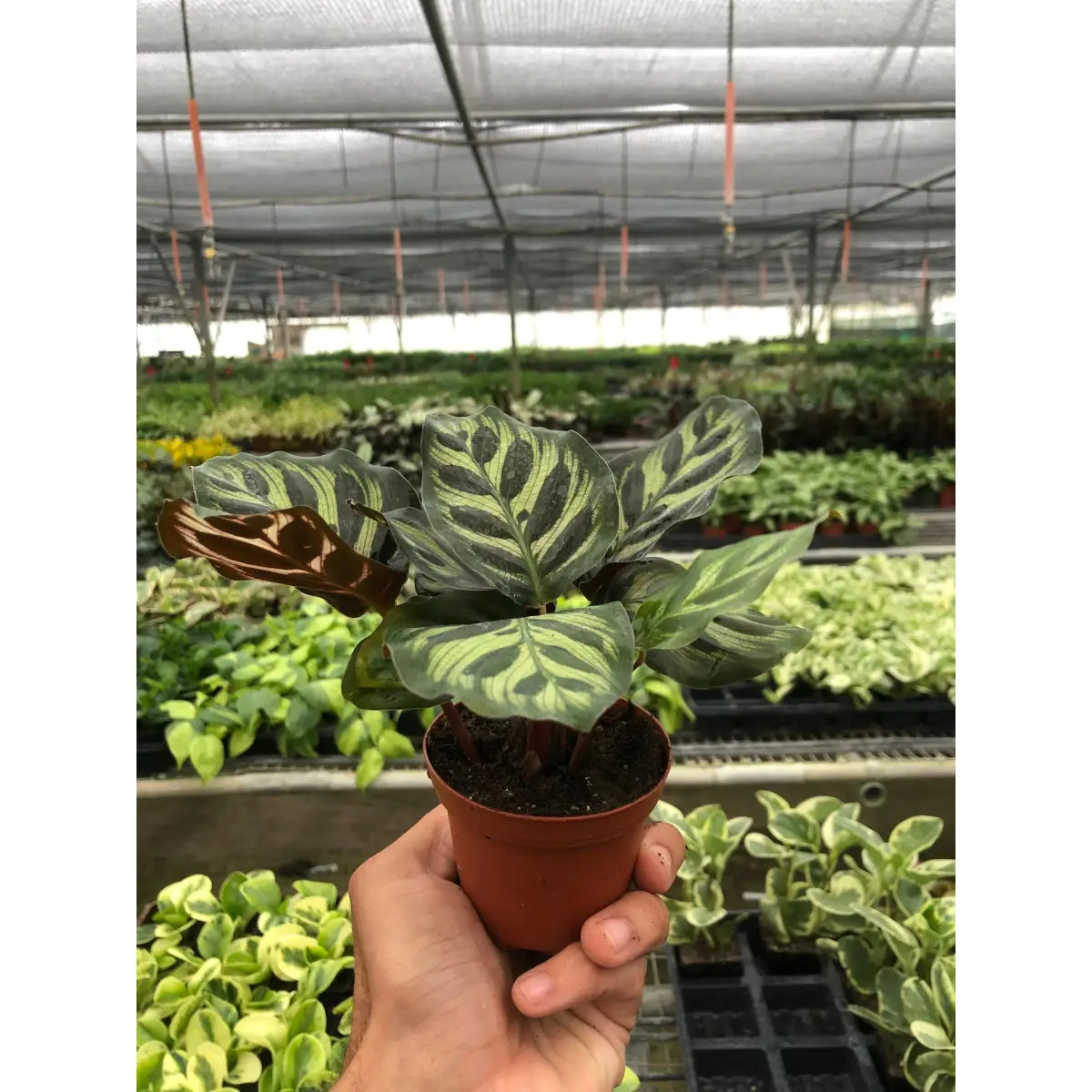 Rattlesnake Plant - Calathea ’Makoyana’ - House Plant Shop