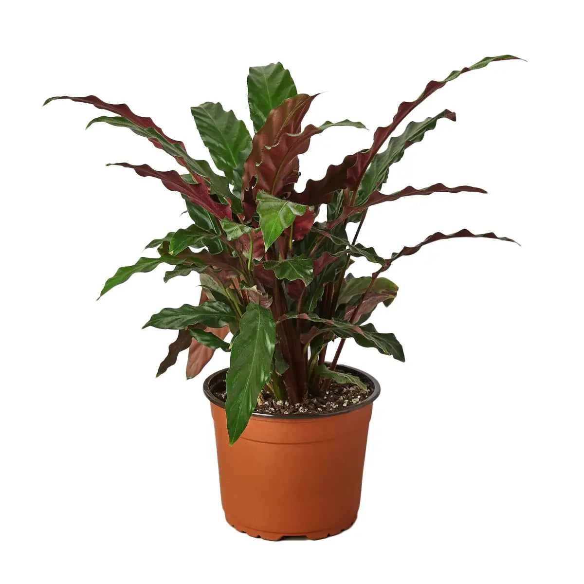 Calathea Rufibarba Plant - ’Furry Feather’ - House Plant Shop