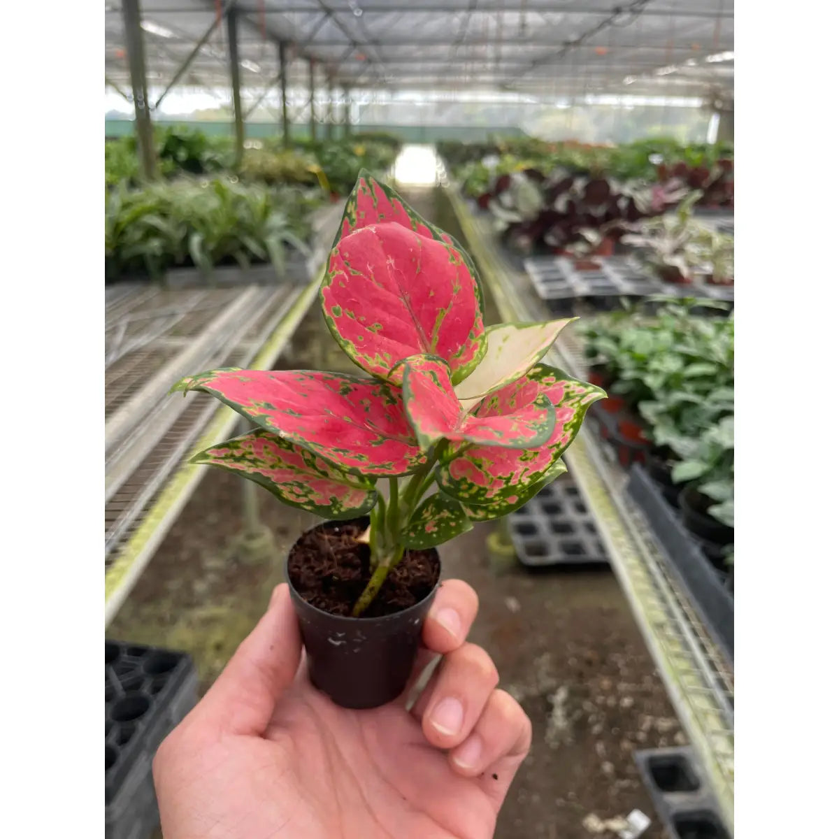 Chinese Evergreen Plant - ’Lady Valentine’ - House Plant Shop