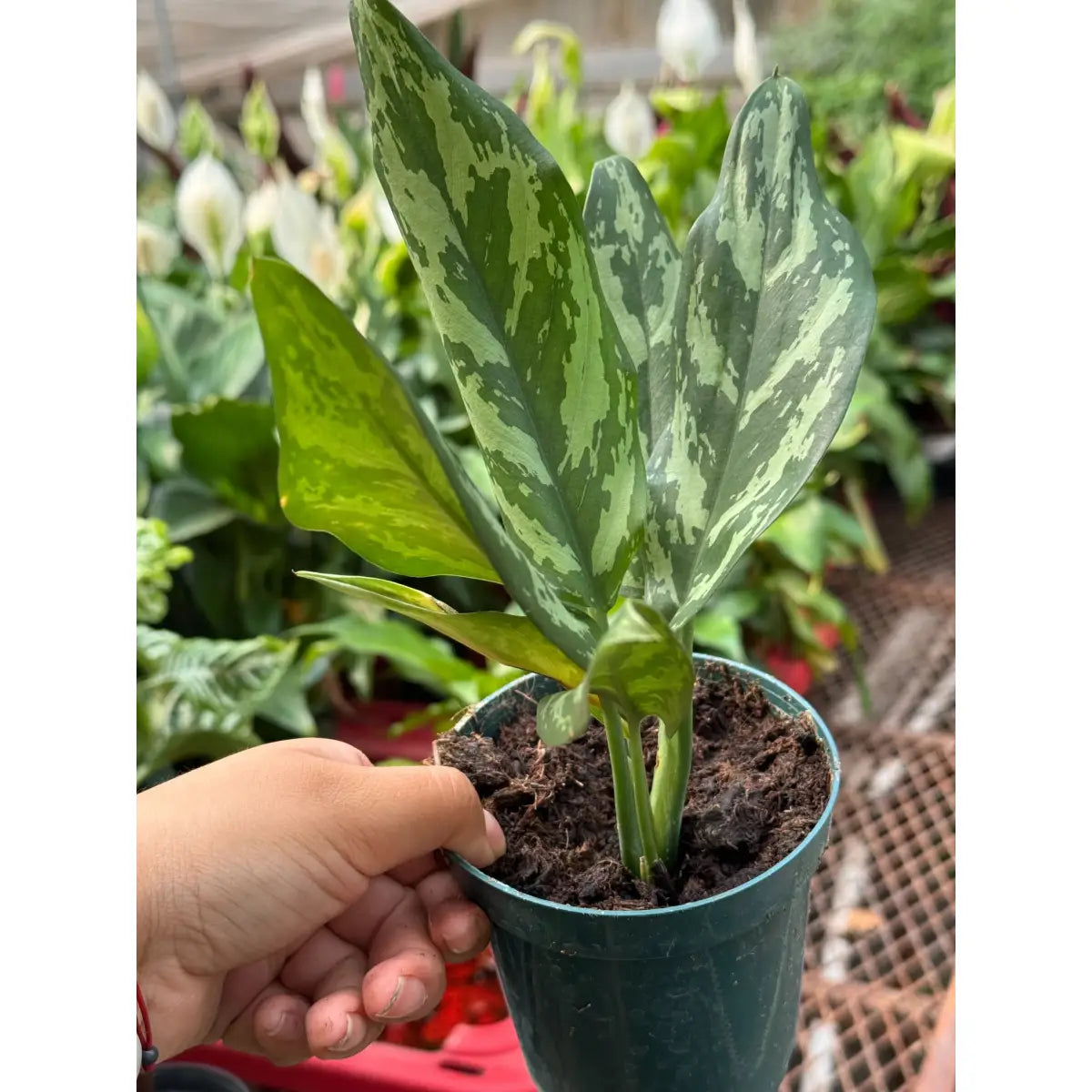 Chinese Evergreen ’Maria’ - House Plant Shop