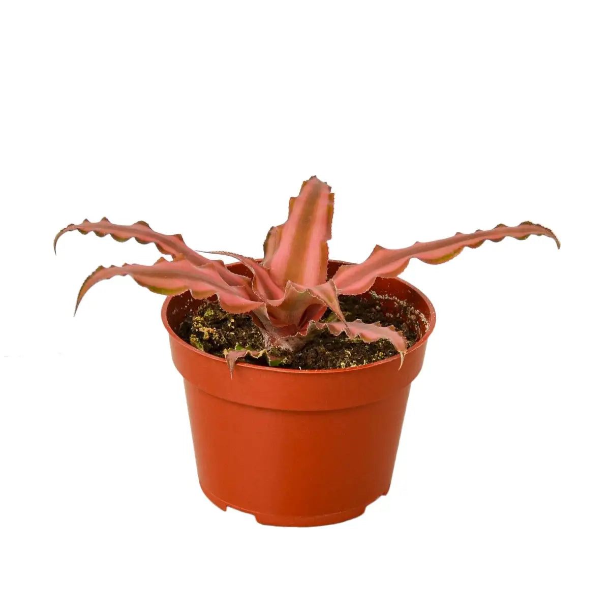 Cryptanthus Plant - ’Pink Star’ - 4’’ Pot - House Plant Shop