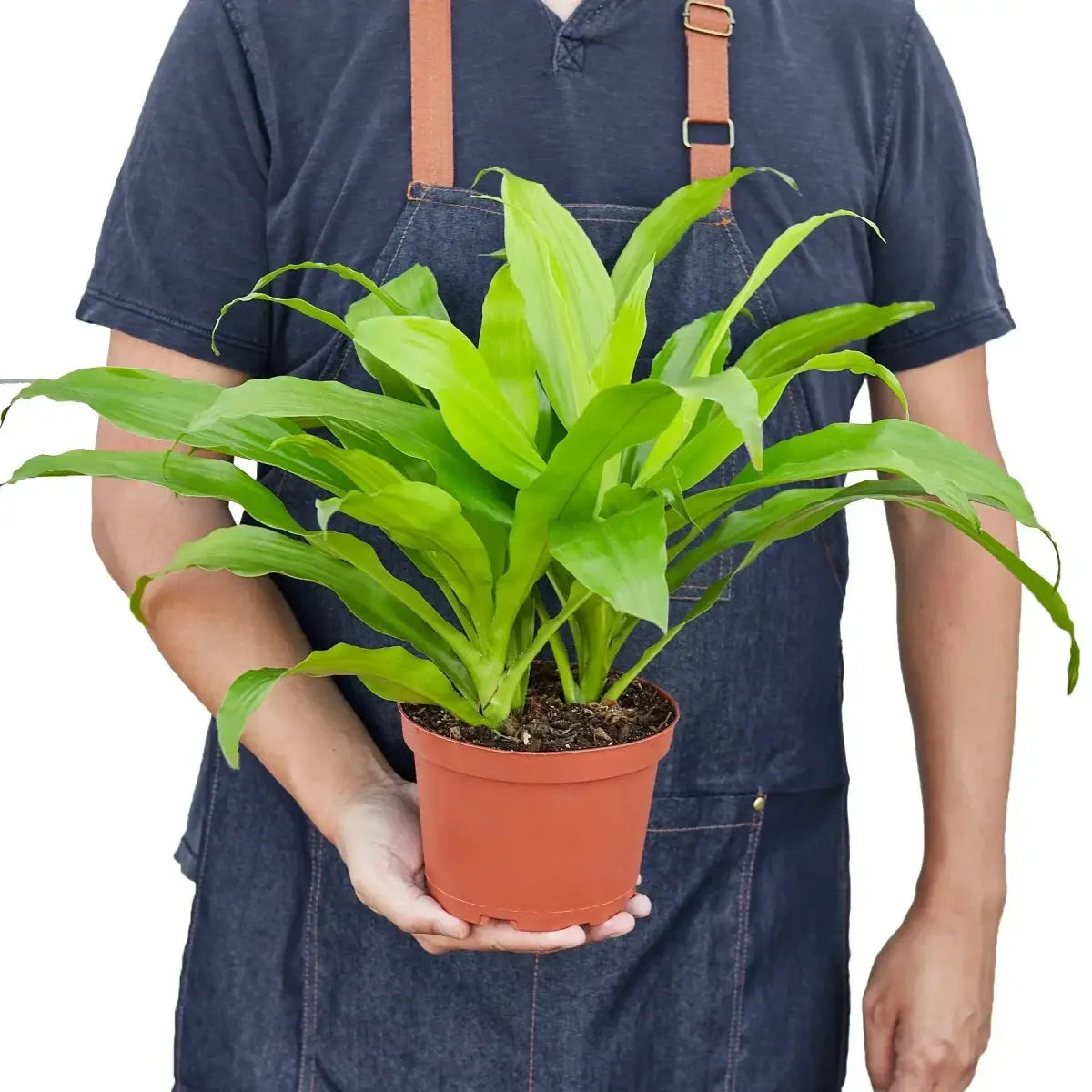 Dracaena Plant - ’Lime Light’ - 6’’ Pot - House Plant Shop