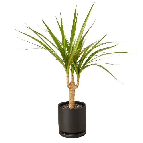 Dracaena Marginata Cane Plant - House Plant Shop