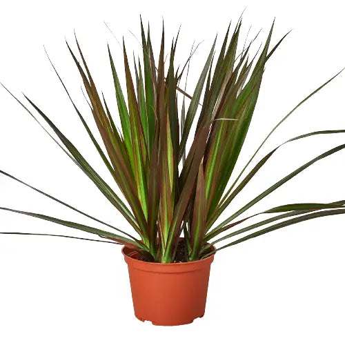 Dracaena Plant - ’Marginata Magenta’ - House Plant Shop