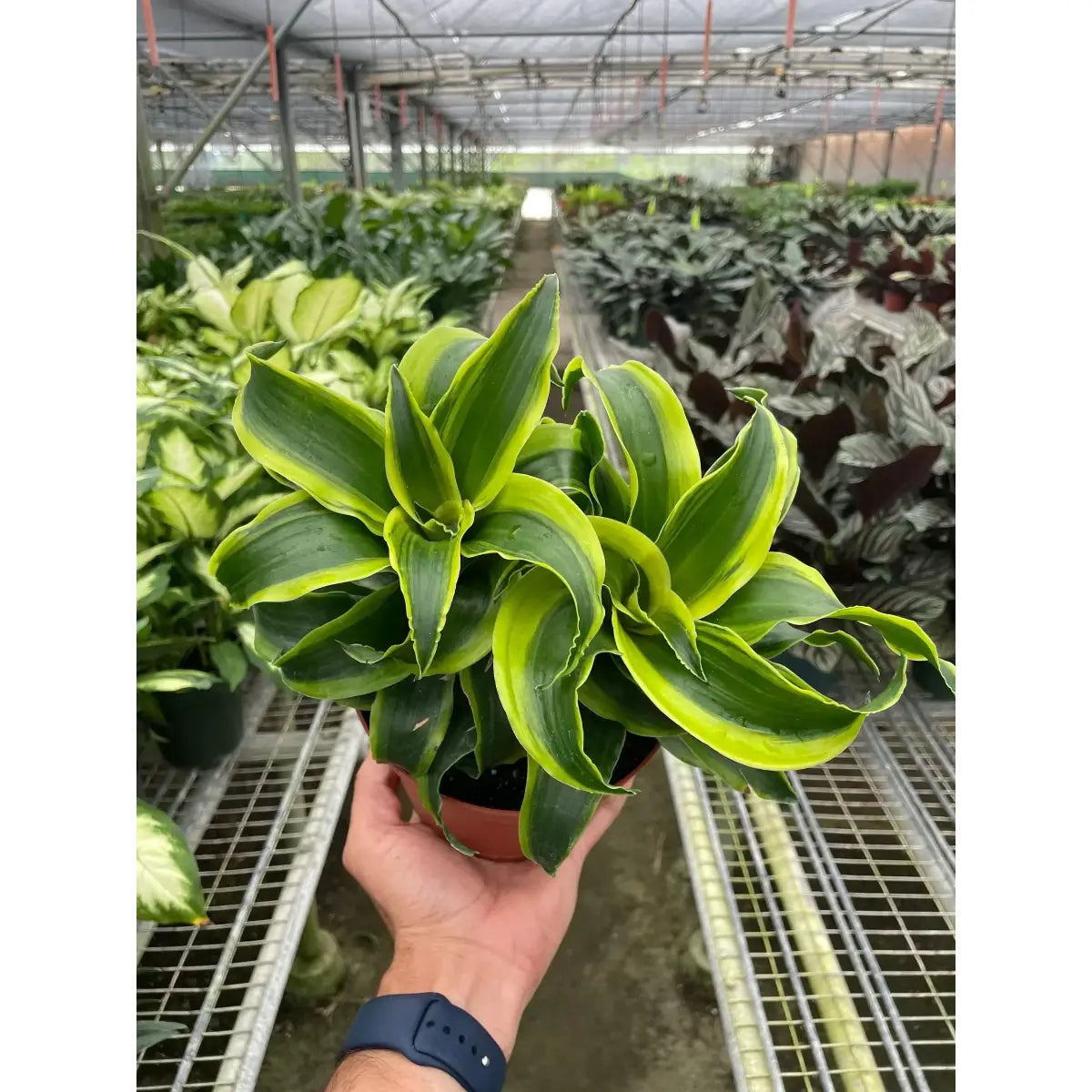 Dracaena ’Tornado’ Plant - House Plant Shop