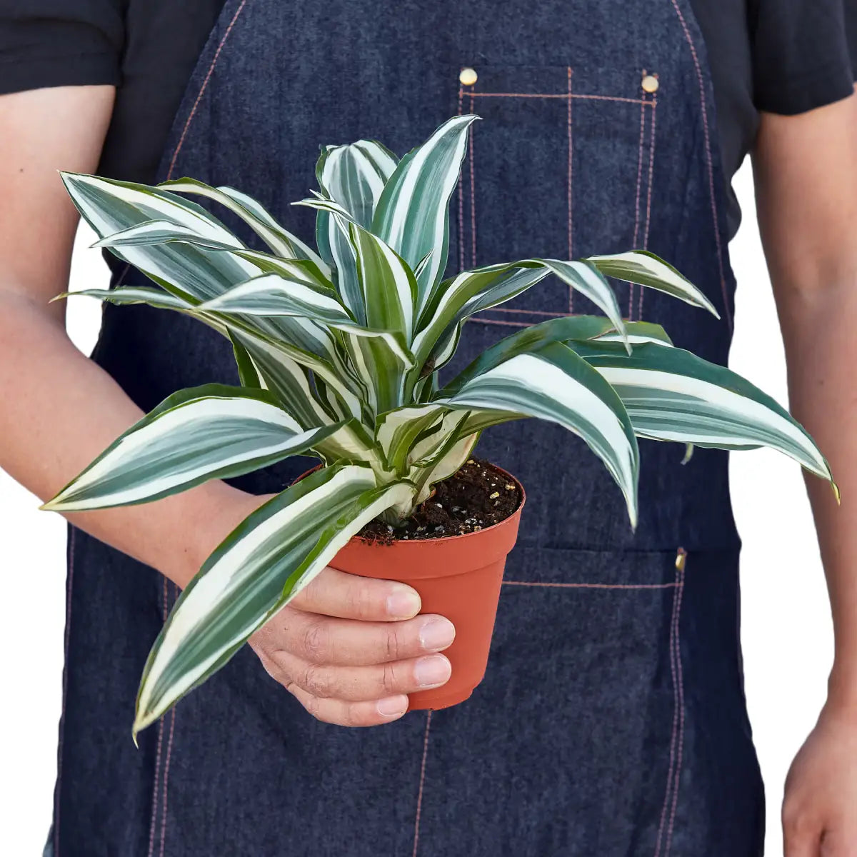 Dracaena Plant - ’Warneckii White Jewel’ - House Plant Shop