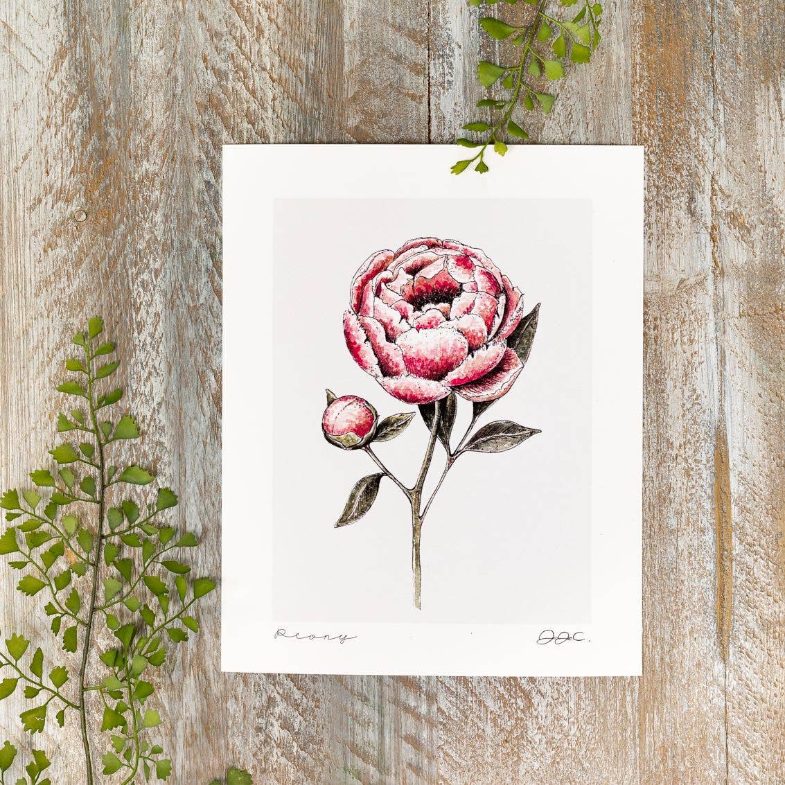 Fine Art Print - Peony - 11x14" Mounted