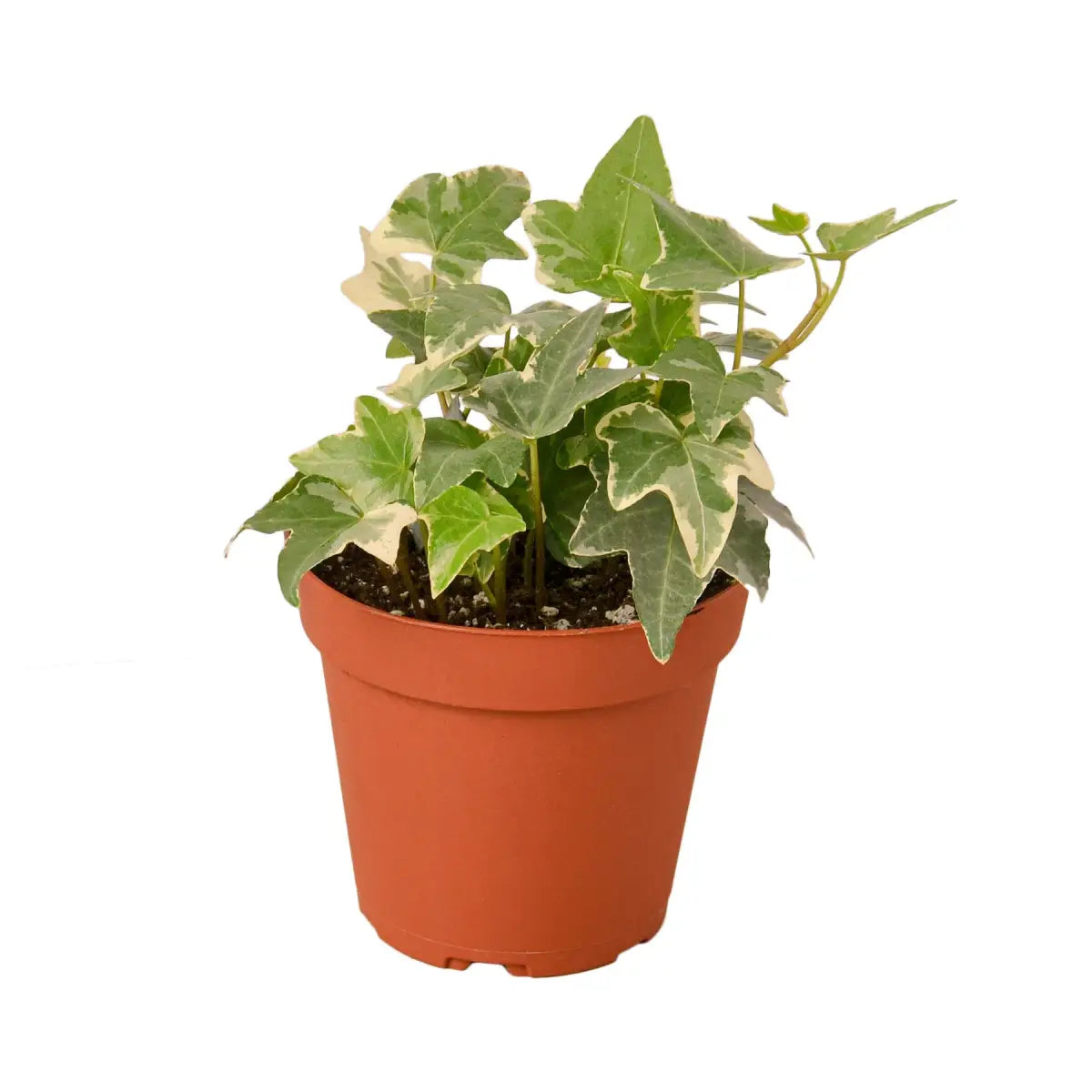 English Ivy Plant - ’Glacier’ - House Plant Shop