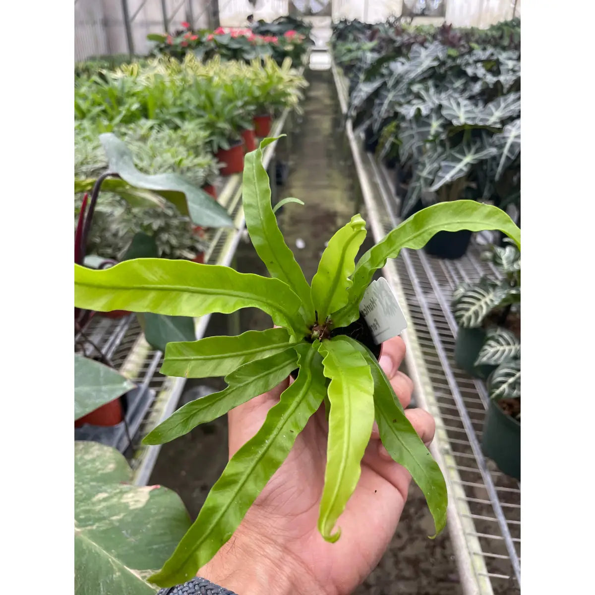 Fern Plant - ’Bird’s Nest Hurricane’ - House Plant Shop
