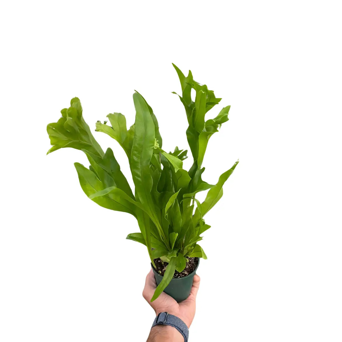 Fern ’Green Flame’ - 4’’ Pot - House Plant Shop
