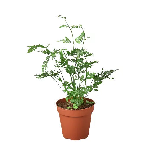Fern Plant - ’Silver Lace’ - House Plant Shop
