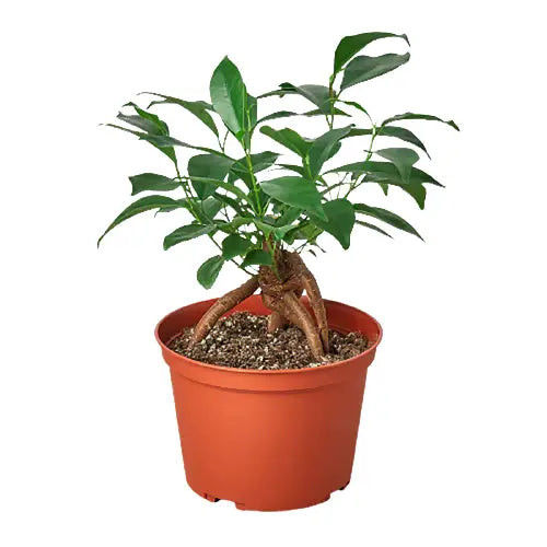 Ficus Plant - ’Ginseng’ - House Plant Shop