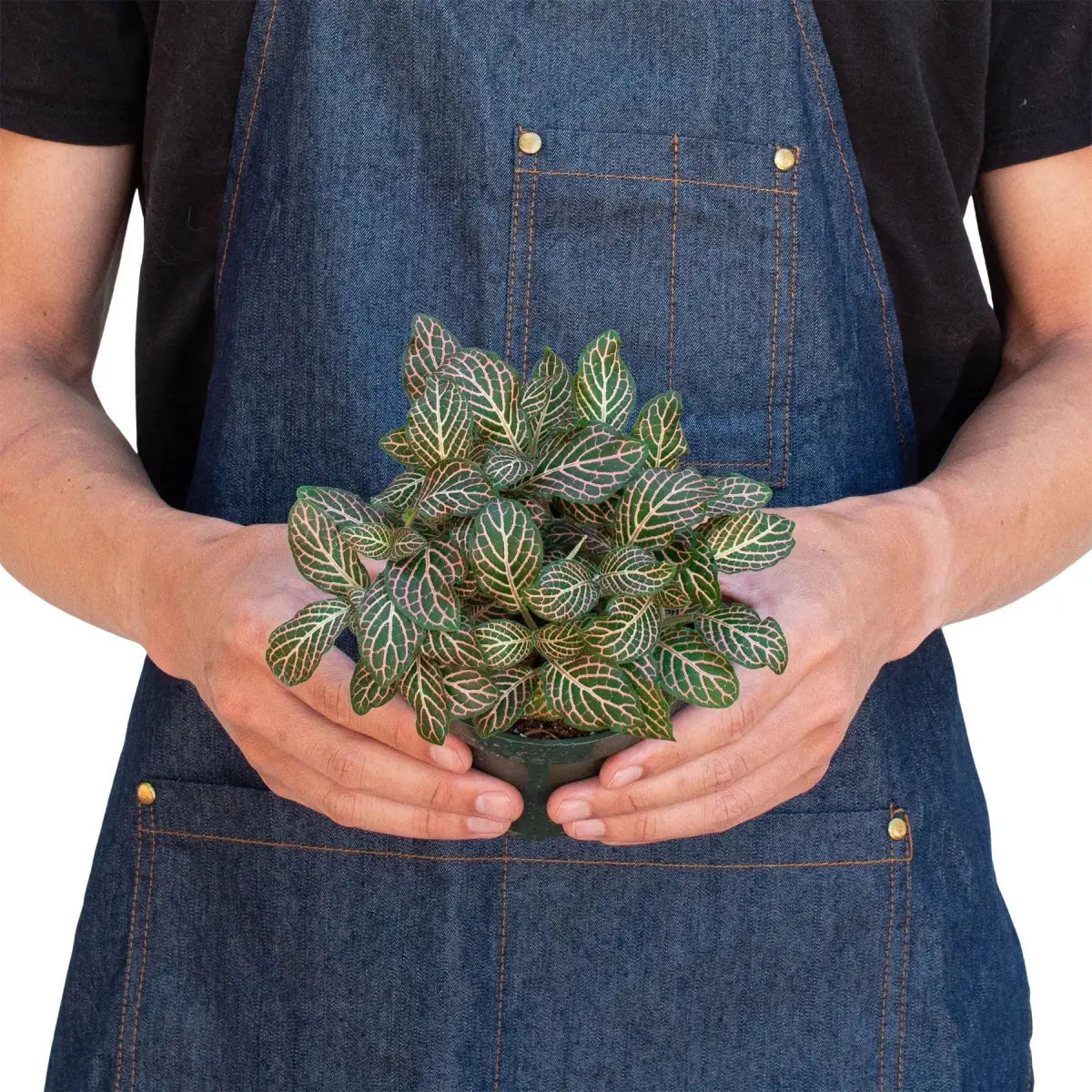 Fittonia Plant - ’Pink’ - House Plant Shop
