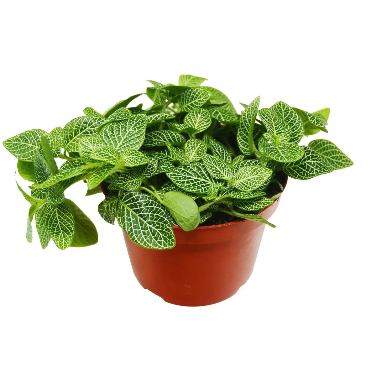 Fittonia Plant - ’White Nerve’ - House Plant Shop