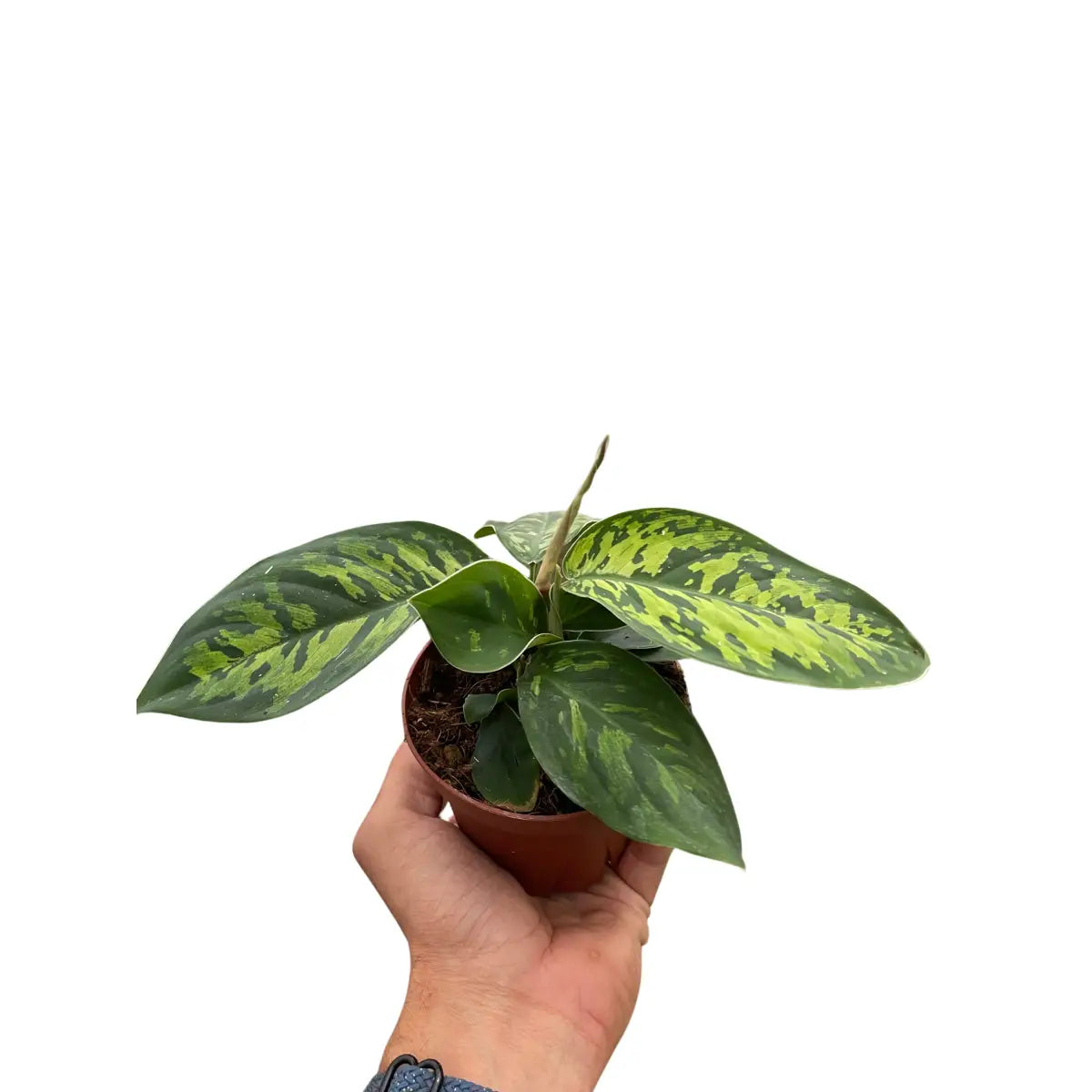 Homalomena ’Camouflage’ - 4’’ Pot - House Plant Shop