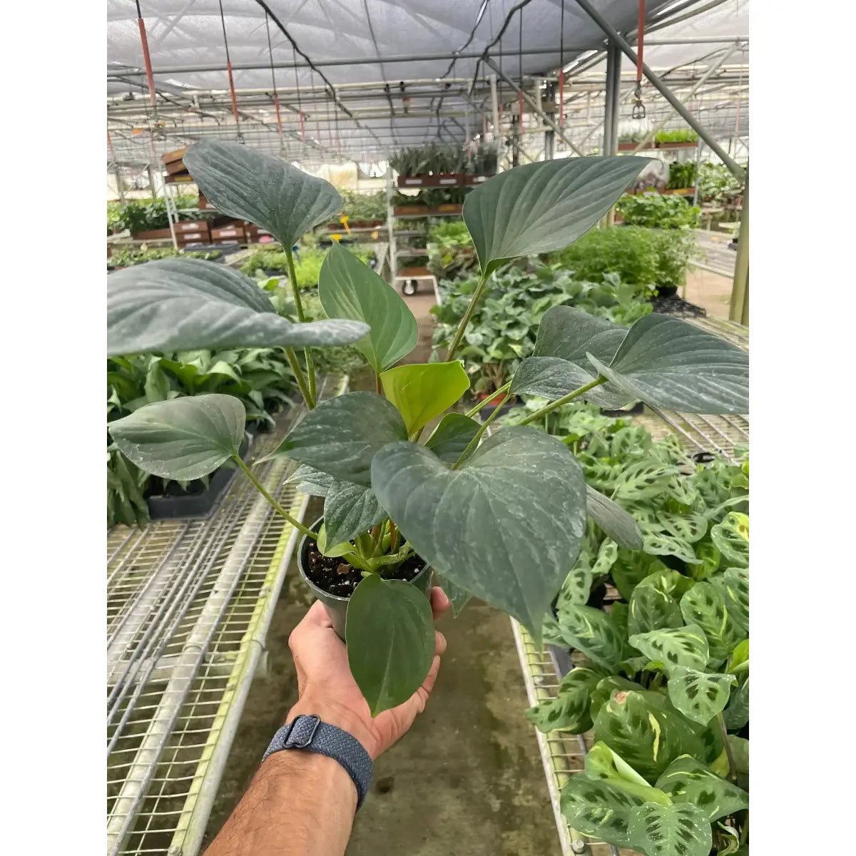 Homalomena Plant - ’Emerald Gem’ - House Plant Shop