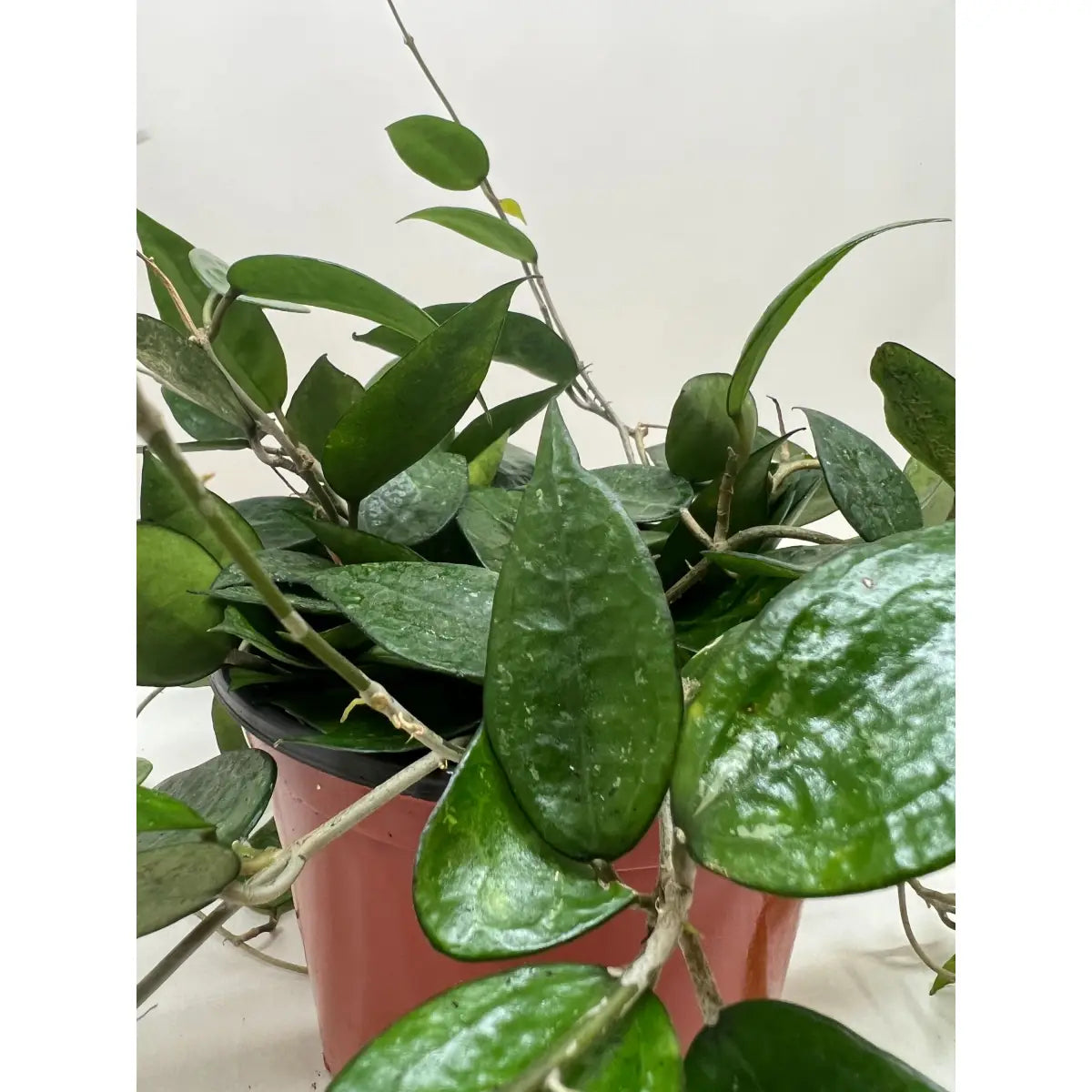 Hoya Plant - ’Black Margin’ - House Plant Shop