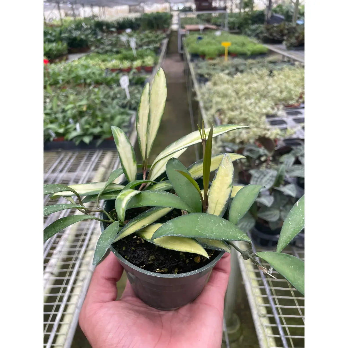 Hoya Wayetii Variegated - 4’’ Pot - House Plant Shop