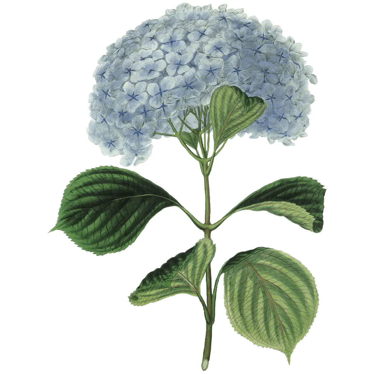 Hydrangea Hand Towel - Ox Bow Decor