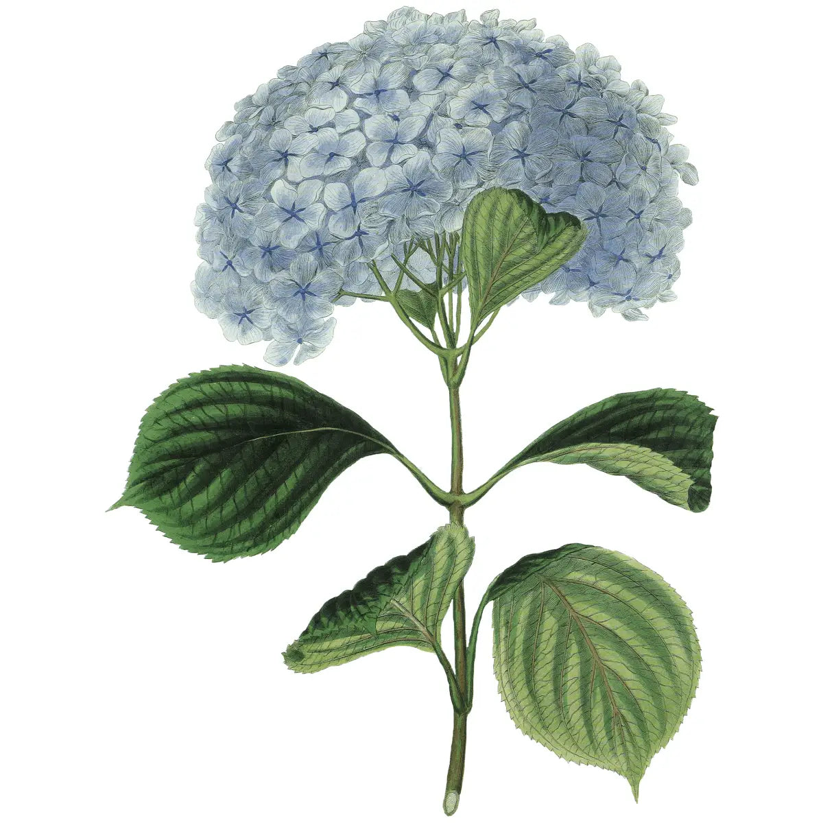 Hydrangea Hand Towel - Ox Bow Decor