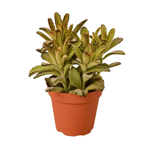 Chocolate Soldier Succulent Plant - Kalanchoe Tomentosa - 4’’ Pot - 4’’ Pot - House Plant Shop