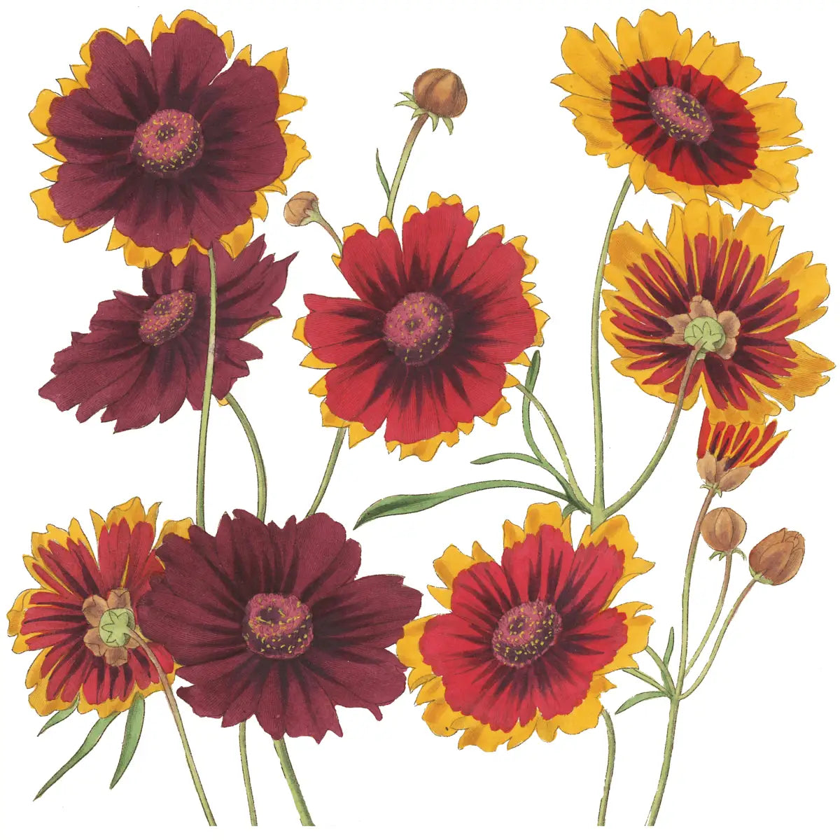Kitchen Hand Towel - Coreopsis - Ox Bow Decor