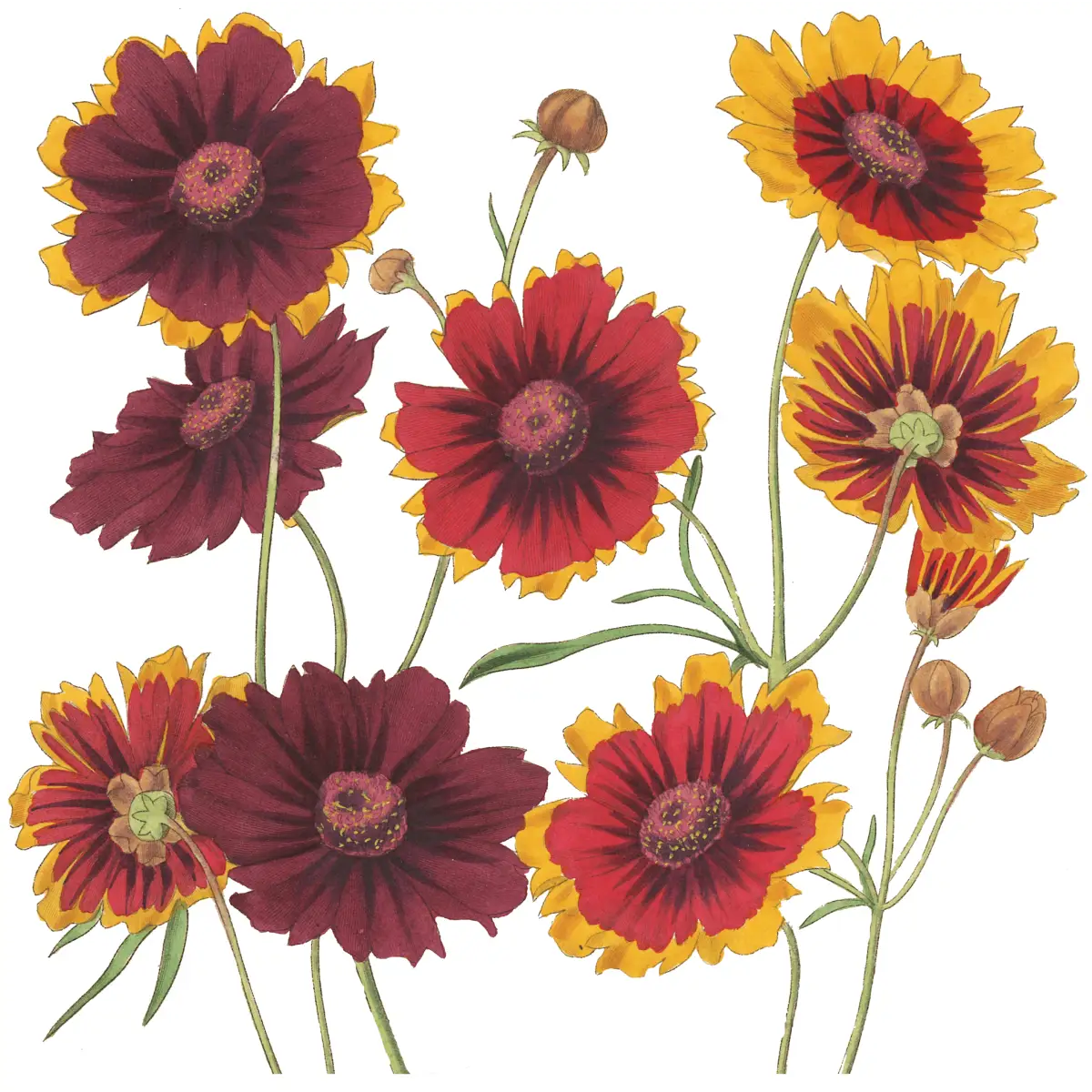 Kitchen Hand Towel - Coreopsis - Ox Bow Decor
