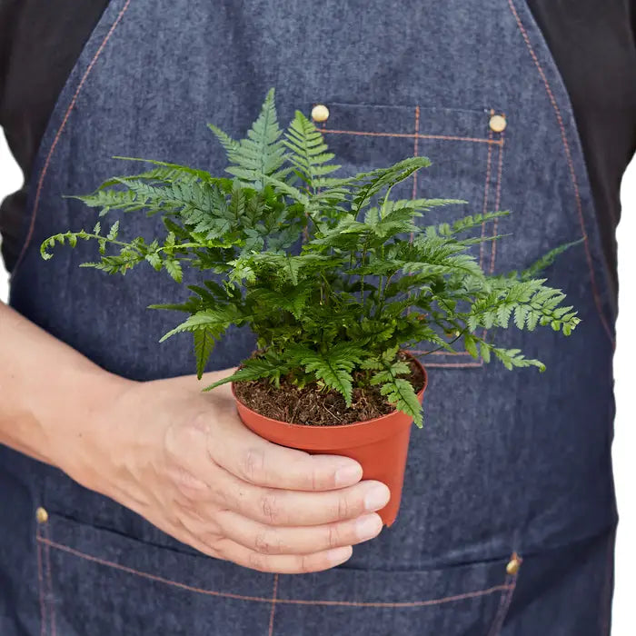 ’Korean Rock’ Fern Plant - 4’’ Pot - House Plant Shop