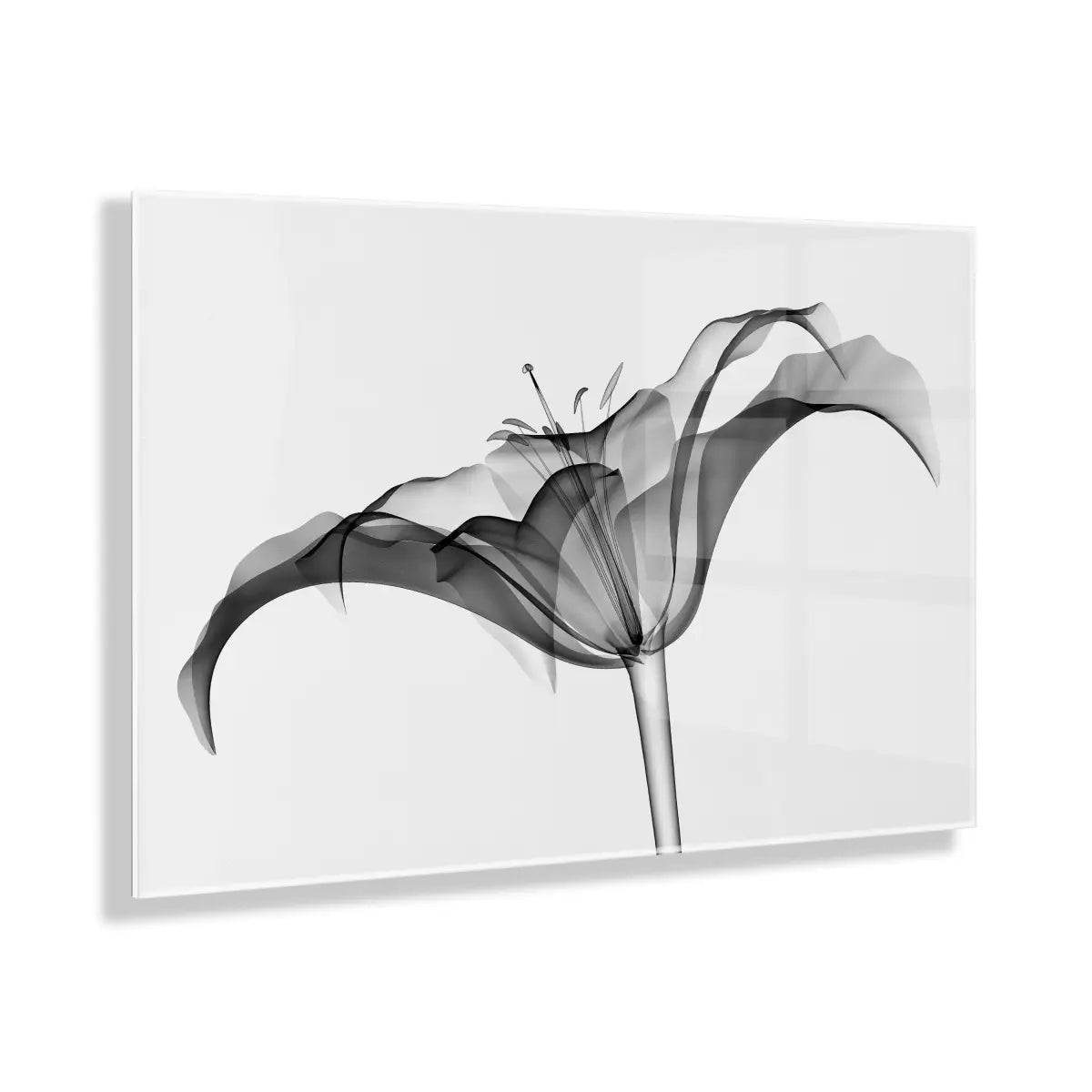 Floating Acrylic Art - Lily X Ray Floral - Assorted / 23x31 - kateandlaurel