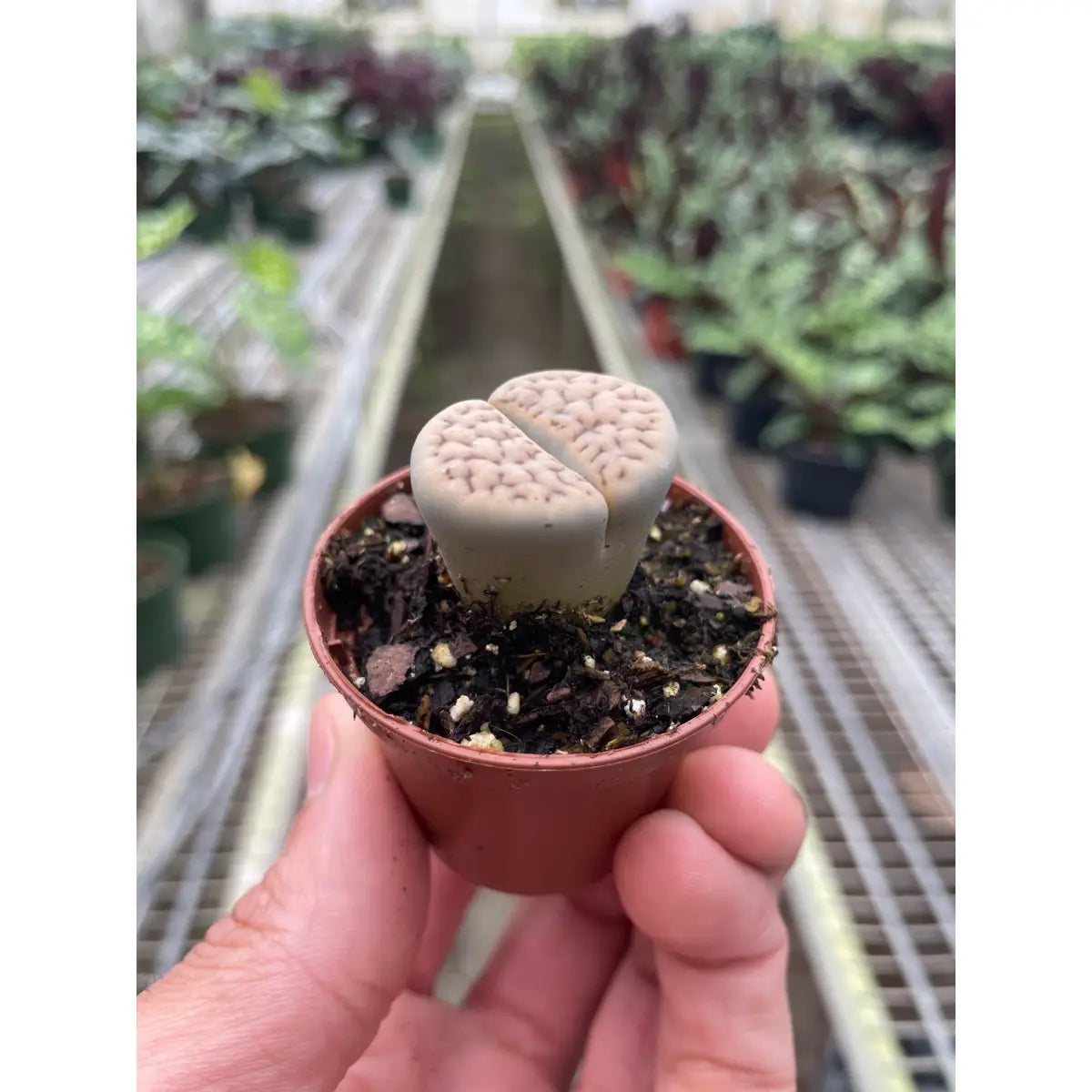 Lithop Living Stone - 2’’ Pot - House Plant Shop