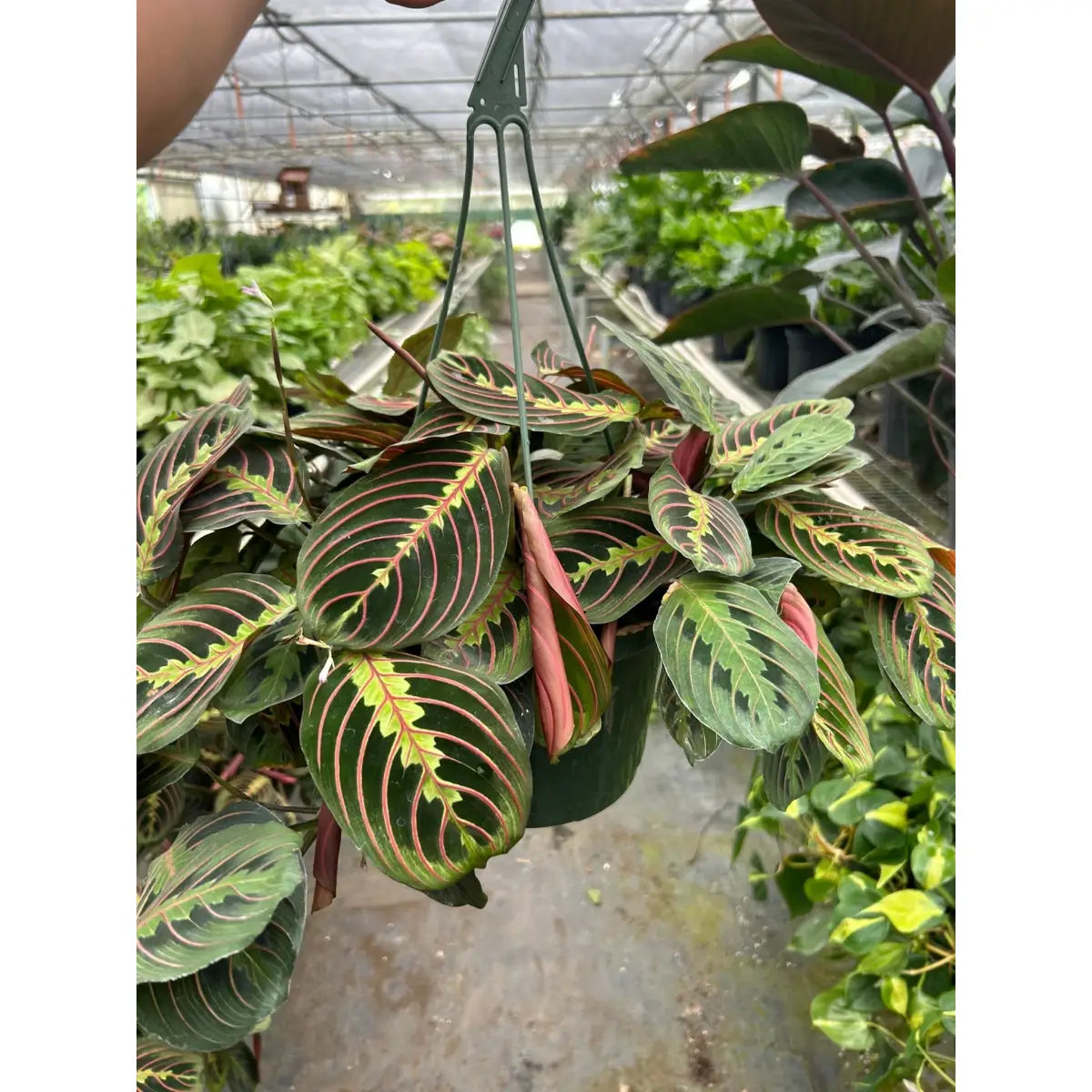 Maranta Red Prayer Plant - House Plant Shop