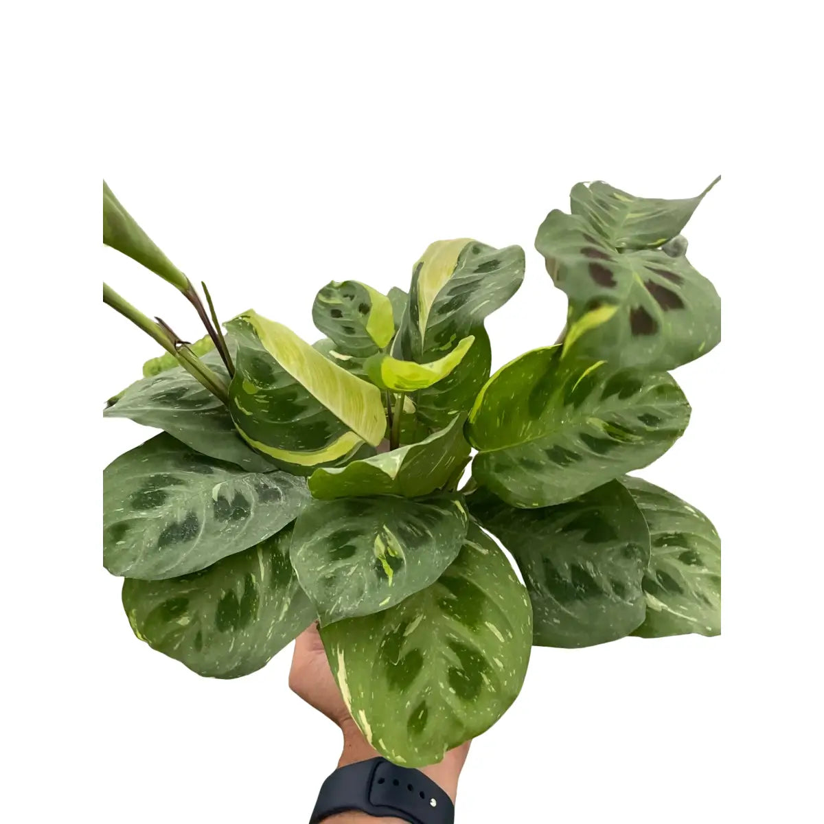Maranta Plant - Variegated ’Beauty Kim’ - House Plant Shop