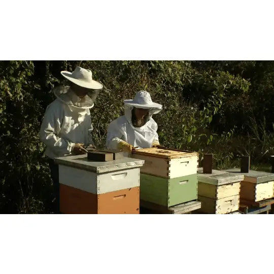 Lip Balm - Masala Chai - Handmade with Beeswax - Messner Bee Farm