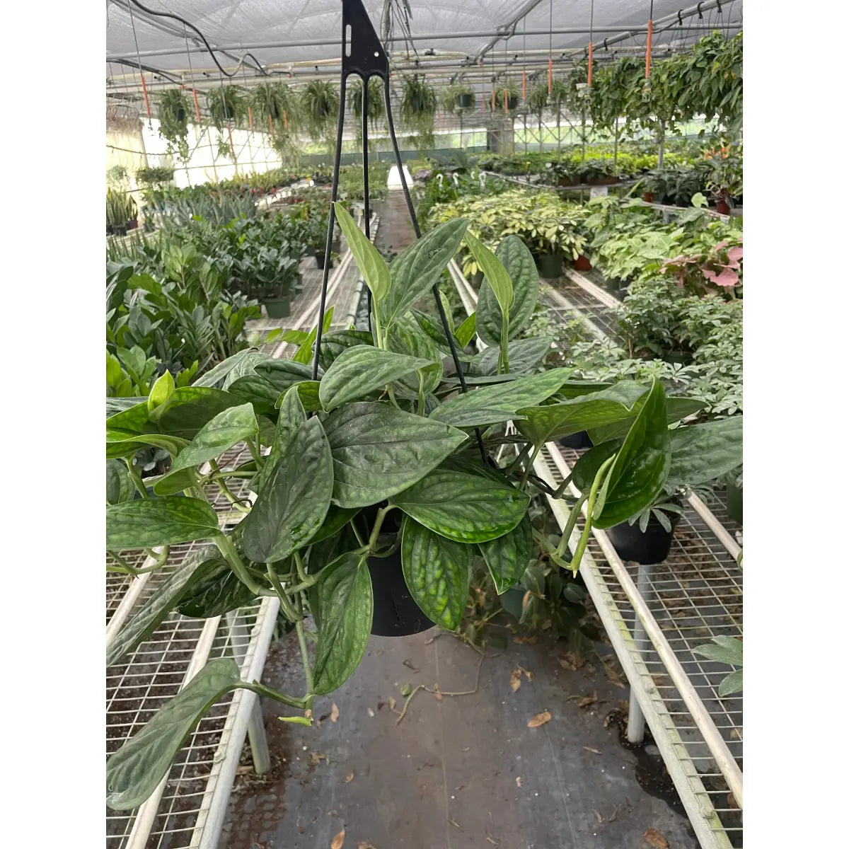 Monstera Plant - ’Peru’ - House Plant Shop